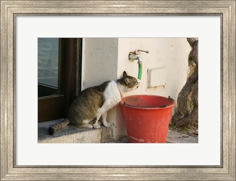 Framed Greece, Dodecanese, Rhodes, Cat Print