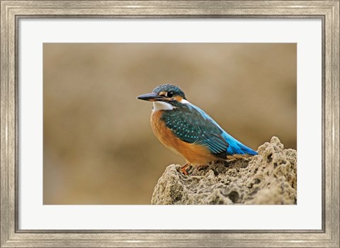 Framed Common Kingfisher bird, Cliff, Cyprus Print