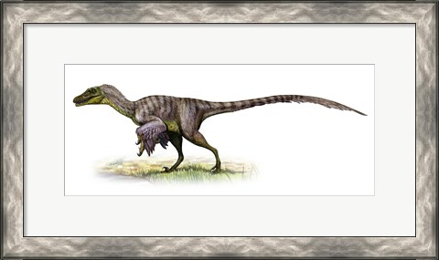 Framed Velociraptor, a Prehistoric Era Dinosaur Print