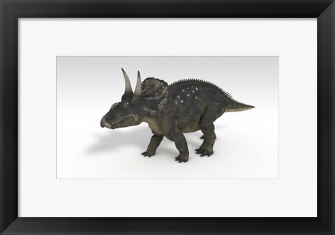 Framed Triceratops Dinosaur 3 Print