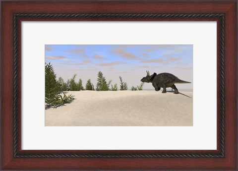 Framed Triceratops Dinosaur 7 Print