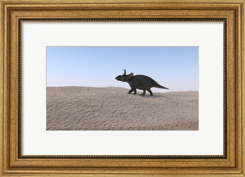 Framed Triceratops Walking across a Barren Landscape 3 Print