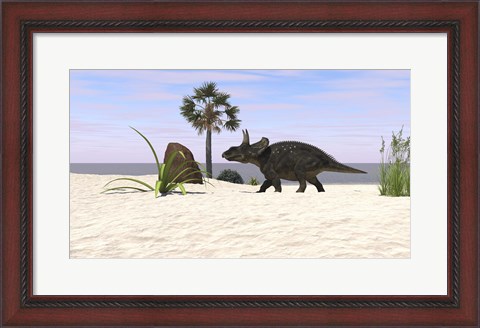 Framed Triceratops Walking along a Prehistoric Beach Landscape Print