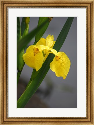 Framed Yellow Flag Iris Print