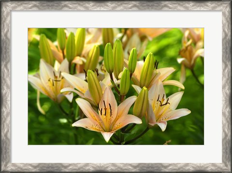 Framed Lilies Print