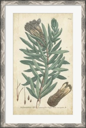 Framed Weinmann Conifers IV Print