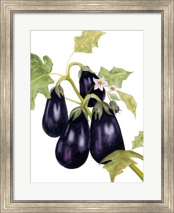 Framed Watercolor Eggplant Print