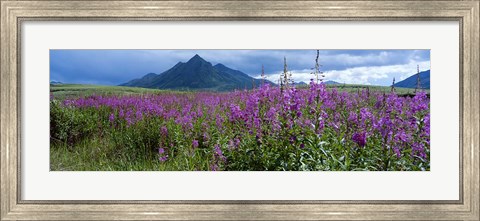 Framed Blooming Fireweed in Ogilvie Mountains Print