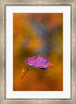 Framed Quebec Autumn Leaf on Pond Print