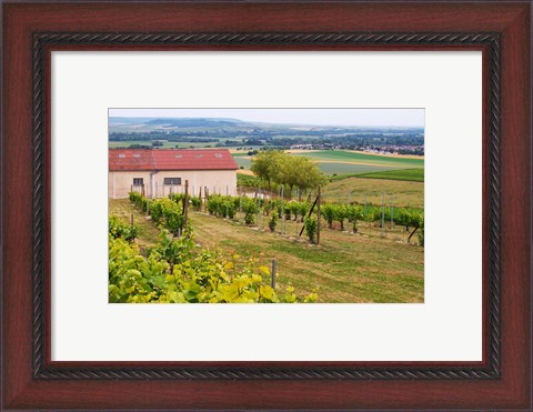 Framed View Over the Mother Vines, Champagne, France Print