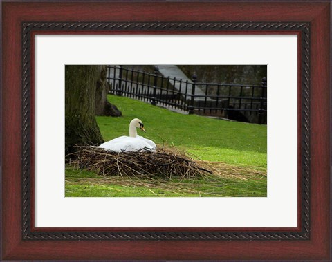 Framed Belgium, Nesting Swans Print