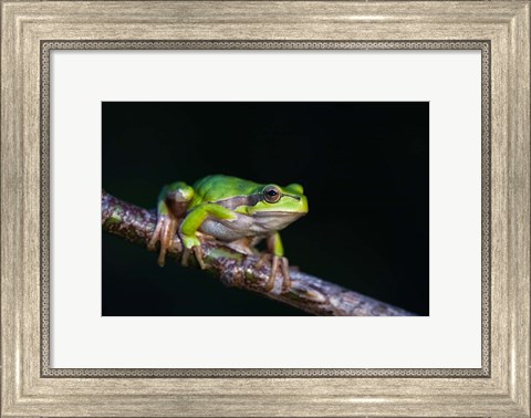 Framed Tree Frog in Lake Neusiedl Print