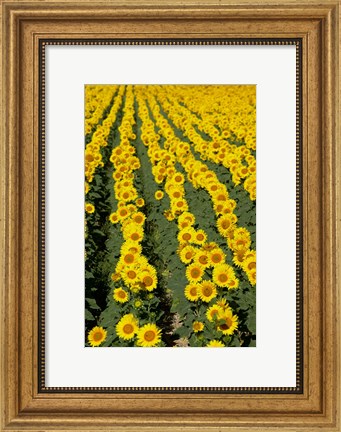 Framed Sunflowers, Provence, France Print