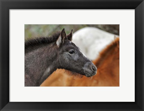 Framed Camargue Horse Foal Print