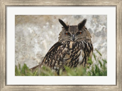 Framed Eagle Owl, France Print