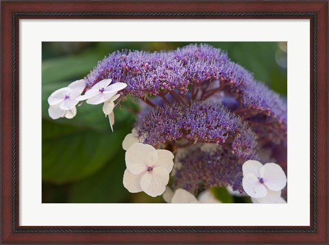 Framed Hydrangea Bloom at Dr Sun Yat-Sen Chinese Garden Print