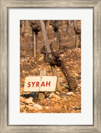 Framed Syrah Vine and Sign at La Truffe de Ventoux Truffle Farm Print