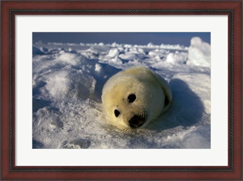 Framed Gulf of St Lawrence Print