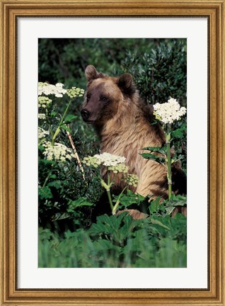 Framed Grizzly Bear in Canada Print