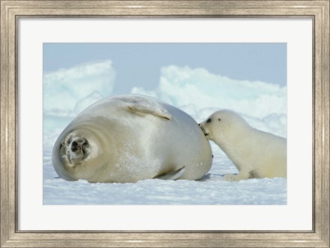 Framed Harp Seal on Magdalen Island Print