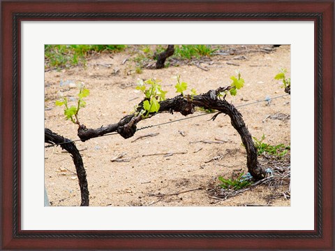 Framed Vineyard of Pierre Gaillard in Malleval Print