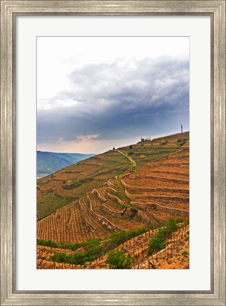 Framed Les Bessards Vineyard, Tain-la&#39;Hermitage, France Print