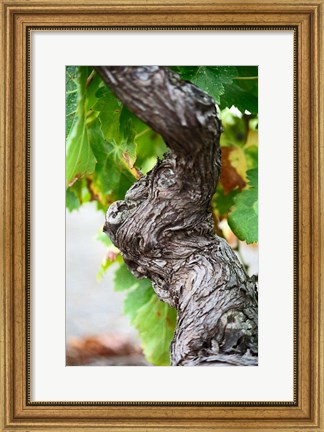 Framed Branch of Old Vine with Gnarled Bark Print