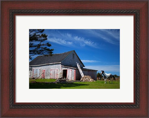 Framed Weathered barn and horse, Guysborough County, Nova Scotia, Canada Print