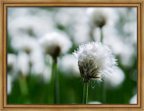 Framed White Cottongrass, Austria Print