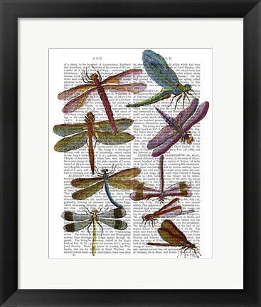 Framed Dragonfly Print 3 Print