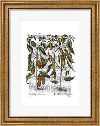 Framed Peppers 7 Print