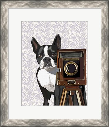 Framed Boston Terrier Photographer Print