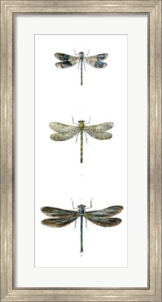 Framed Dragonfly Study II Print