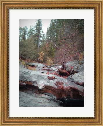 Framed Sierra Nevada Forest 1 Print