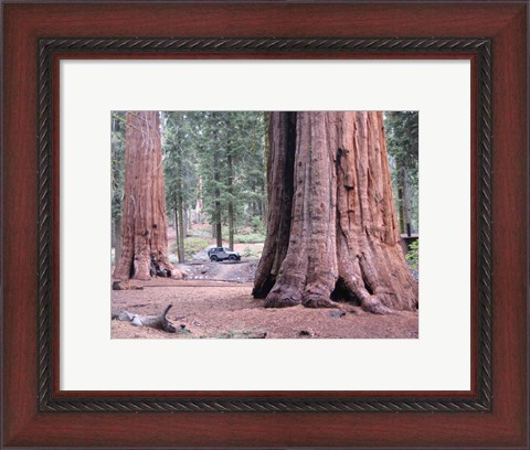 Framed Sequoia Trees 1 Print