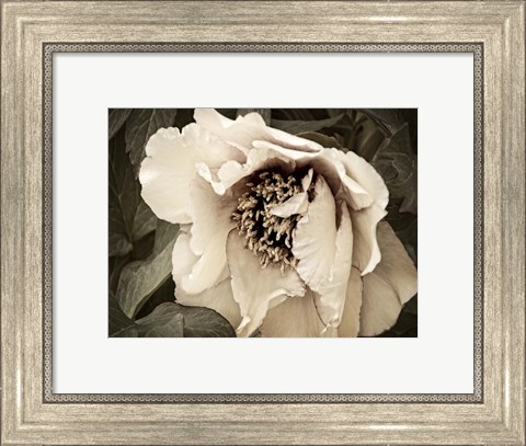 Framed Golden Era Peony III Print