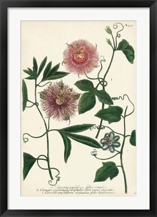 Framed Antique Passion Flower I Print