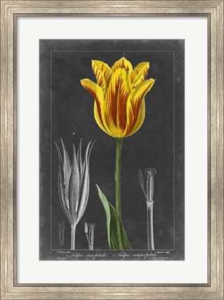 Framed Midnight Tulip V Print