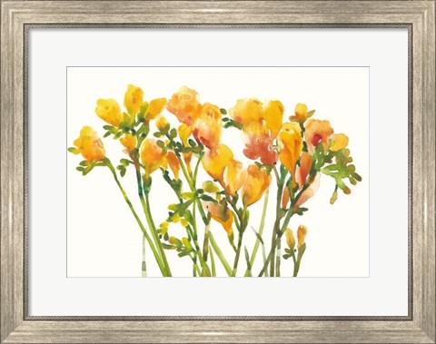 Framed Freesia II Print