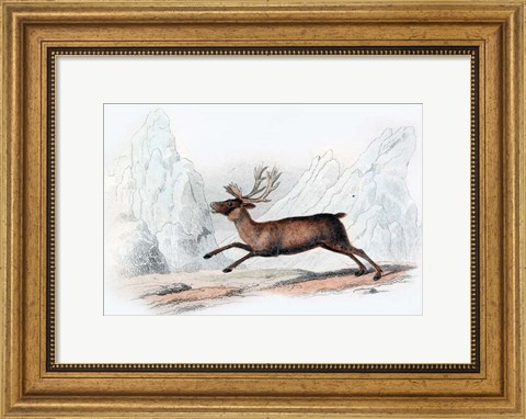 Framed Stag Print