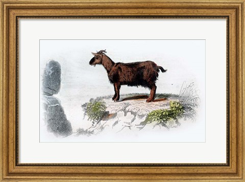 Framed Goat I Print