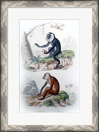 Framed Pair of Monkeys IV Print