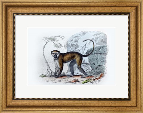 Framed Monkey VII Print