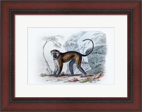 Framed Monkey VII Print