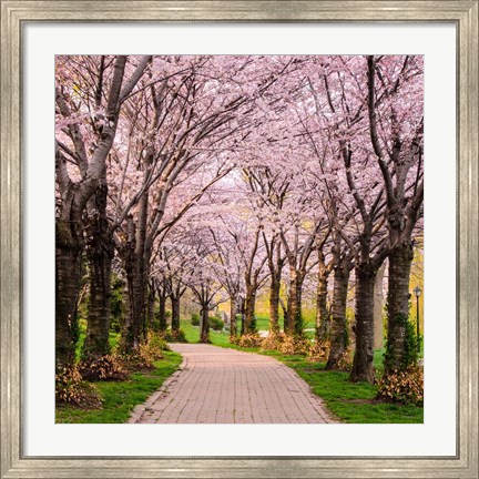 Framed Cherry Blossom Trail Print