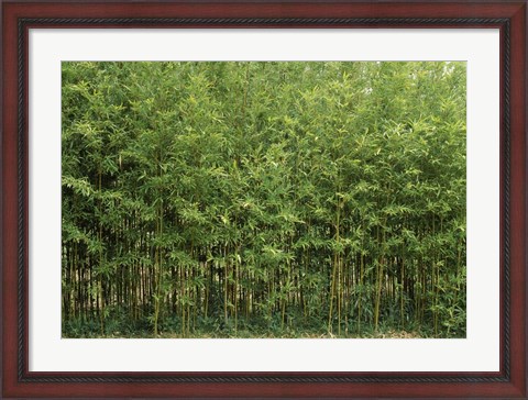 Framed Bamboo Trees in a Forest, Fukuoka, Kyushu, Japan Print