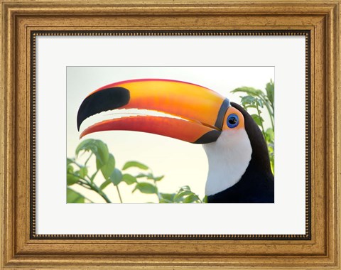 Framed Toco toucan (Ramphastos toco), Pantanal Wetlands, Brazil Print