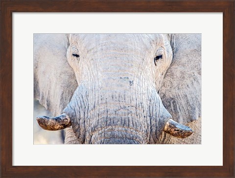Framed African Elephant, Etosha National Park, Namibia Print
