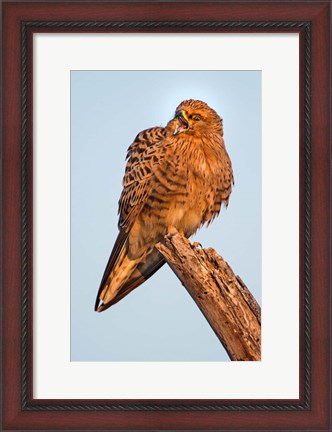 Framed Greater Kestrel, Etosha National Park, Namibia Print