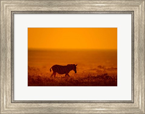 Framed Zebra in a Field, Etosha National Park, Namibia Print